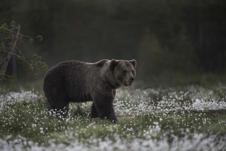 一只大棕熊走过白色的野花