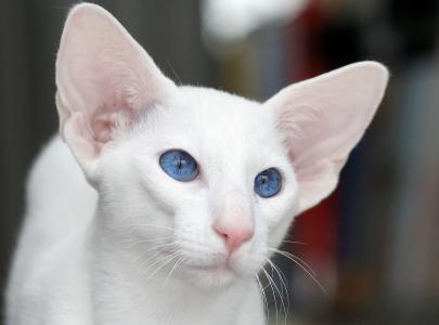 蓝眼睛的foren白色