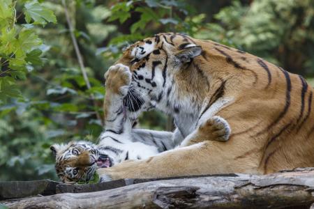 一只大型的母老虎玩小虎崽
