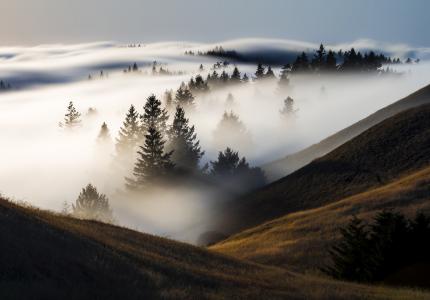 晨雾覆盖了树木和山丘