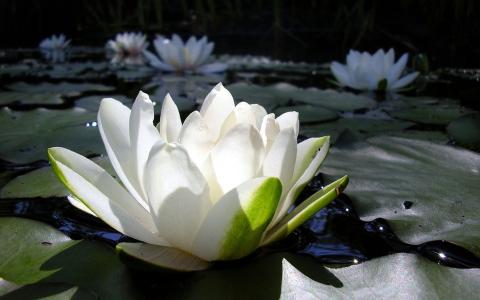 白色的睡莲，绿色的叶子在水中