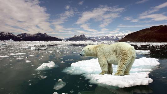 北极熊漂浮在浮冰上