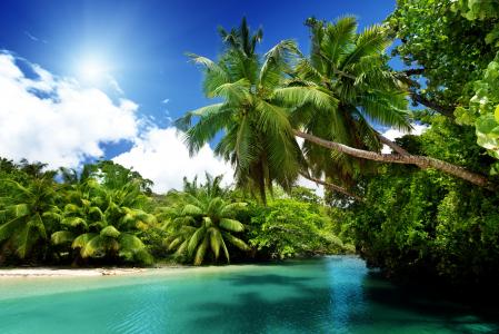 在太阳下的热带海滩上的绿色棕榈树