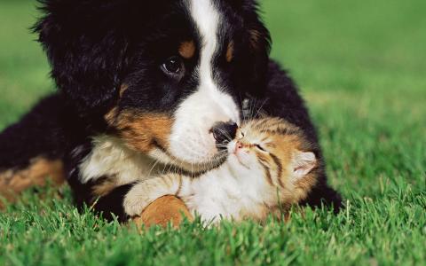 一只狗和一只猫之间的友谊
