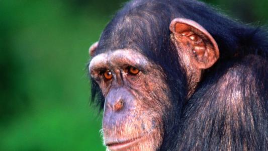 伤心的猴子黑猩猩
