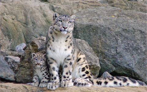雪豹和小猫