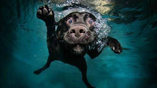 在水之下的黑狗