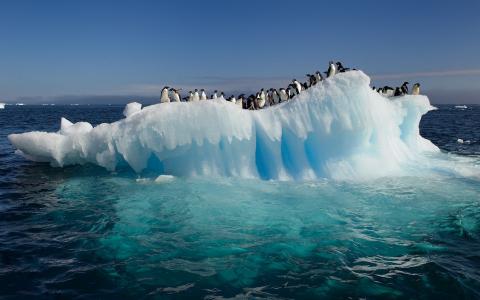 企鹅在浮冰上