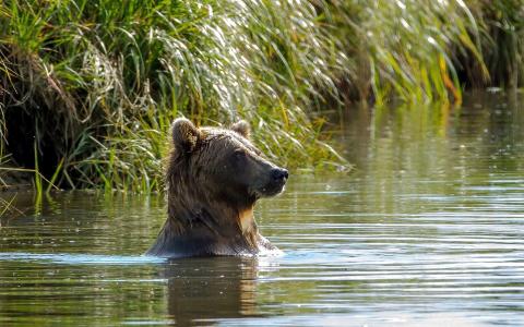 熊沐浴在河中