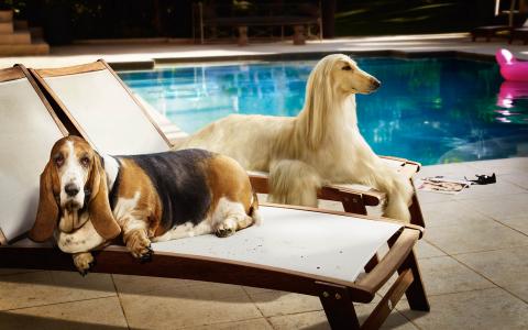 躺在太阳椅上的几只狗