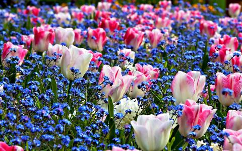 精致的粉红色郁金香中的蓝色花朵