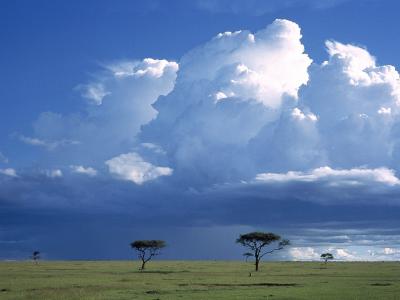 萨凡纳/马赛马拉预订/肯尼亚/非洲风暴