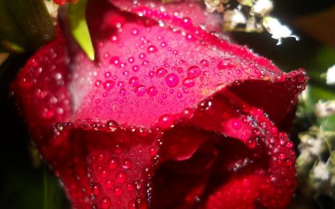 湿红玫瑰