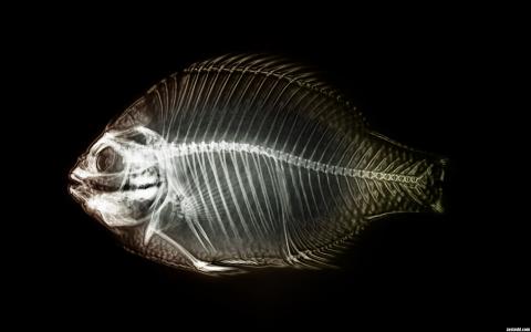 鱼的移动X射线
