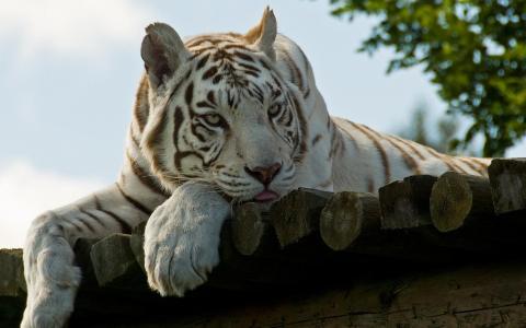 伤心的白色老虎