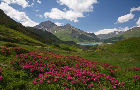 桃红色杜鹃花在绿色山的背景开花