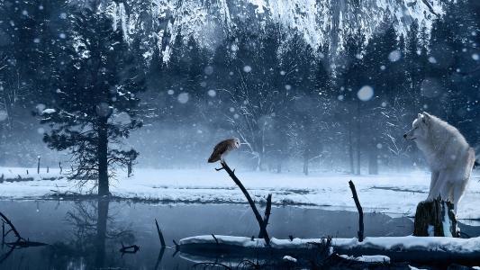 白狼和猫头鹰在冬天河上