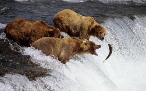 布朗熊在阿拉斯加
