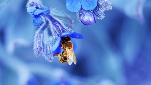 在一个蓝色的钟声蜂蜜收集花蜜