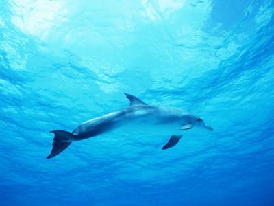 海豚在蓝色的大海