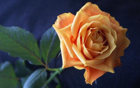 精致的橙色玫瑰