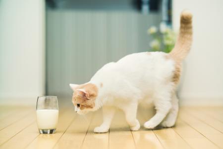 猫和玻璃与牛奶