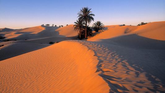 棕榈树在沙漠的沙子