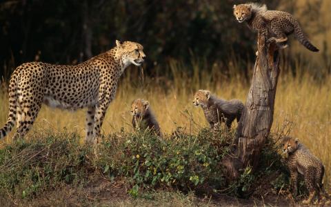 家庭的猎豹在自然中