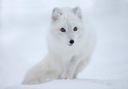 雪，眼睛，狐狸，北极狐