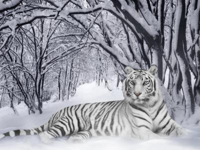白老虎在森林里