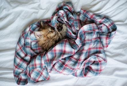 小猫睡在一件衬衫里