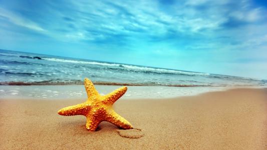 海滩沙滩上的海星