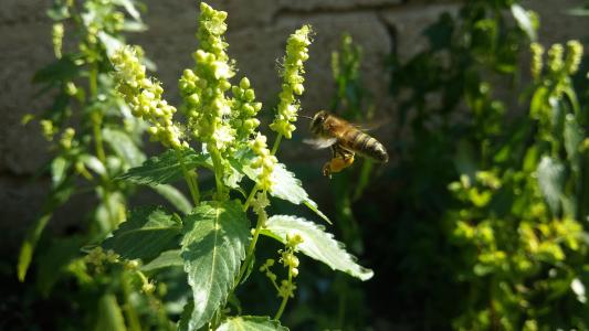 蜜蜂坐在绿色的植物上