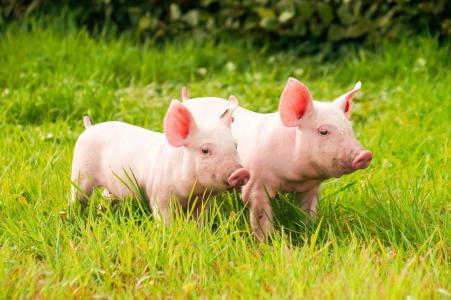 两只国内的粉红色猪正在绿草地上行走