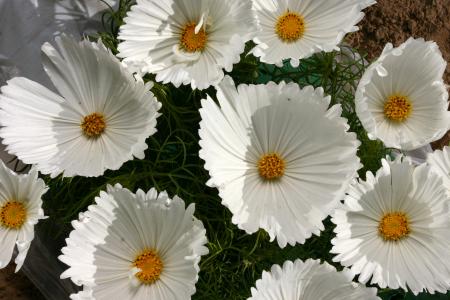 白色娇嫩的花朵kosmeya特写