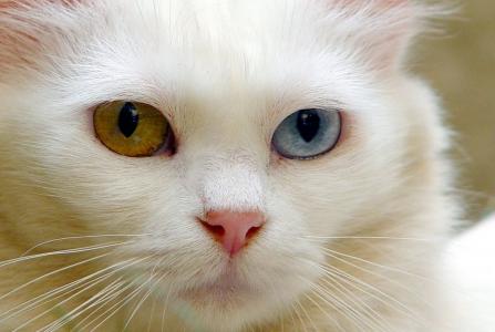 一只猫土耳其安哥拉的粉红色的鼻子