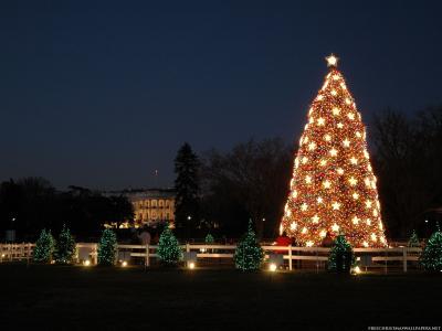 全国圣诞树在马2014年
