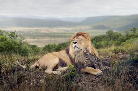 猫豹猫抚养狮子