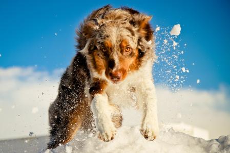 澳大利亚牧羊犬在雪地里