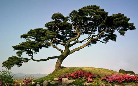日本松树在山上