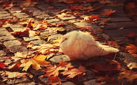 白色的鸽子在秋天的树叶中