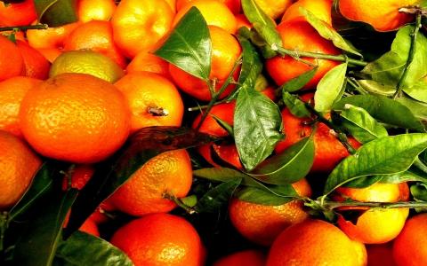 成熟的水果和树枝从一棵橘子树