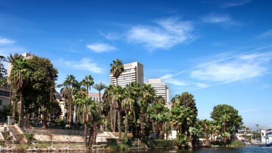 在开罗的建筑物背景上的棕榈树