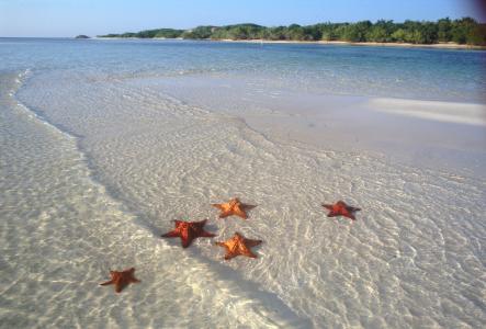古巴的Cayo Guillermo度假村的海滩上的海星