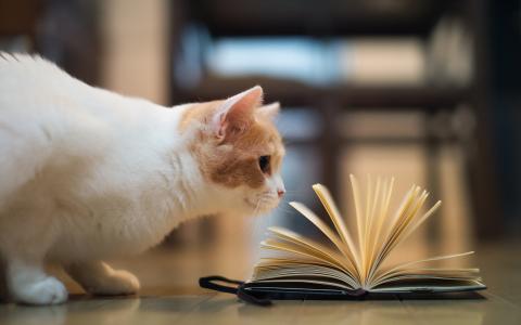 一只猫正在玩一本书