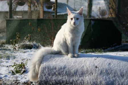 白色的严重猫缅因浣熊在冬天