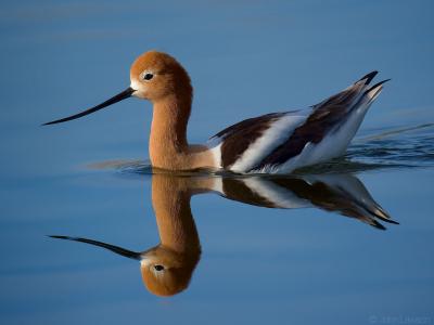 美丽的鸟美国shiloklyuvka反映在水中