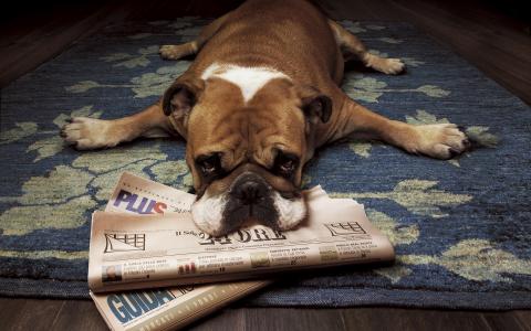 与报纸的狗