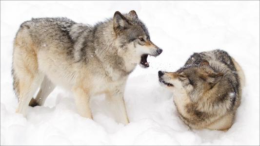 两只狼在雪地里战斗