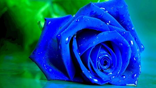 在绿色背景上湿蓝玫瑰